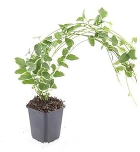 Bodendecker - Großblättriges Weissbuntes Immergrün - Vinca major 'Variegata' - 9cm Topf - Set mit 12 Pflanzen