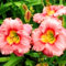 Taglilie (Hemerocallis) – winterharte Staude – leuchtend gelbe Blüten, geeignet für Balkon, Beet und naturnahe Gärten-3zwiebeln-D