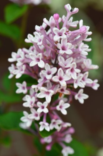 Zwergflieder Syringa meyeri Josee 40-60 cm im 3 Liter Pflanzcontainer | Winterhart, duftend & bienenfreundlich – pflegeleicht und remontierend, ideal für Beet, Kübel & Garten