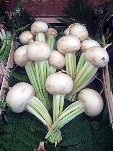 Nabo blanco de mayo 'Platte Witte Mei' (Brassica rapa subsp. rapa var. majalis) - aprox. 200 semillas