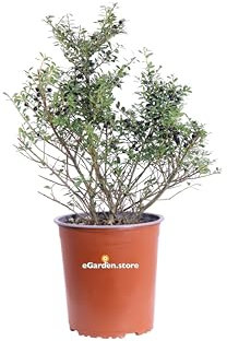 Pianta di Ilex Crenata Stokes Pianta di Agrifoglio Giapponese pianta da esterno cespuglio di Ilex Crenata Stokes pianta ornamentale fiore bianco e bacche nere pianta vera venduta da eGarden.store