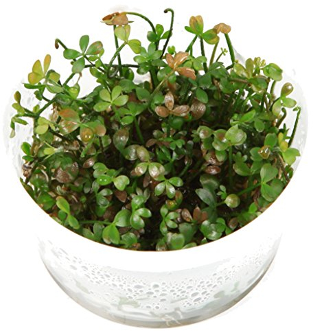 Zwergkleeblatt - Marsilea Hirsuta,In-Vitro 1-2-GROW!