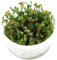 Zwergkleeblatt - Marsilea Hirsuta,In-Vitro 1-2-GROW!