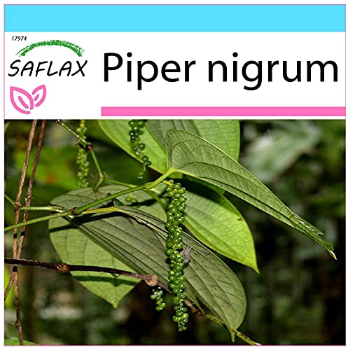 SAFLAX - Geschenk Set - Kräuter - Echter Pfeffer - 20 Samen - Mit Geschenk- / Versandbox, Versandaufkleber, Geschenkkarte und Anzuchtsubstrat - Piper nigrum