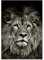 Tulup Impression sur verre 70x100 cm Image Tableau Photo décorative panoramique pour la cuisine et le salon - Animaux - lion - Noir et blanc