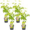 4x Acer palmatum 'Going Green' - Érable du Japon - Arbuste - Rustique – ⌀10.5 cm - 25-30 cm
