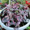 Ceropegia woodii variegata (collana di cuori) Pianta in Vaso 13 cm