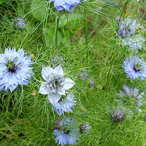 Echter Schwarzkümmel ca. 700 Samen - Nigella sativa, orientalische Heil- und Gewürzpflanze