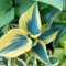 20 pcs Funkien Pflanze Samen, Hosta Pflanze, Kleine Geschenke, Balkon Blumen, Hosta Plantaginea, Blumen Für Balkon, Bio Saatgut Winterharte KüBelpflanzen, Bonsai Samen Wilder Wein