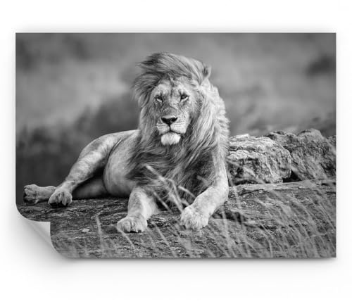 ARTTOR Papier Peint Panoramique Standard - lion animal nature - 500x350 cm - Revêtement mural décoration Moderne Décoration Wallpaper Design Tableaux Muraux Photo Salon Chambre - WF1AA500x350-3931