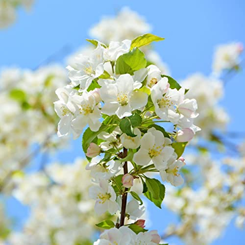 Haloppe 25 Unids Begonia Flores Plantas Semillas para Plantación de Jardín en Casa, Begonia Semillas Jardín Perenne Begonia Blanca Semillas para Balcón Semillas