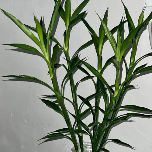 10 pcs GlüCksbambus Bonsai Samen - Lucky Bamboo - zimmerpflanzen echt, balkonpflanzen Glücksbambus Pflanze Echt Samen, pflanzen für sonnige plätze gärtnern spezielle samen exotische