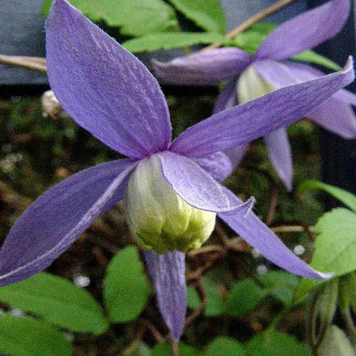Plant World Seeds - Clematis Alpina Seeds