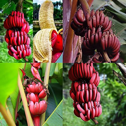 Haloppe 100 Unids Semillas de Frutas de Plátano para la Plantación de Jardín en el Hogar, Semillas de Plátano Rojo Plantas de Árboles de Frutas Deliciosas Dulces Decoración de Jardín al Aire L