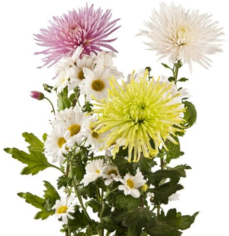 300 piezas de semillas de plantas de crisantemo - flores de balcón macetas de crisantemo, crisantemo morifolium, maceta de flores silvestres decoración de verano semillas de flores aptas