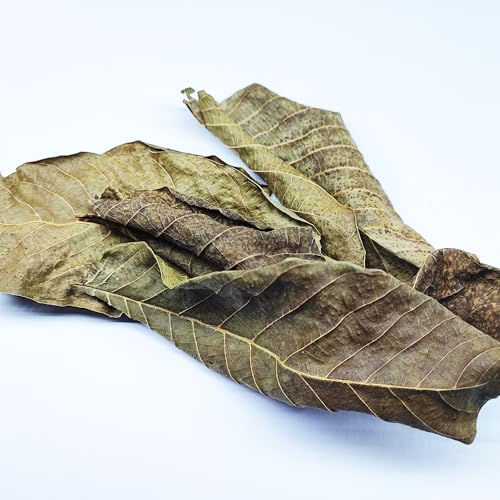 25 STK. Premium Walnussblätter Grün/Braun gemischt ganz (je 8-15cm) - Laub für Aquarium & Terrarium > Garnelen, Schnecken, Krebse, Welse | 3 in 1 = Futter, Versteck & Wasseraufbereitung