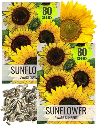 Seed Needs Dwarf Sunspot Sunflower Seeds to Plant Helianthus Annuus 2 Pack