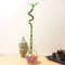 1 Spiral Lucky Bamboo Ribbon Plant Grown in Clear Glass Vase with Colourful Water Balls for Your House Feng Shui