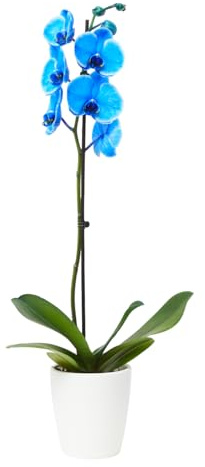 Verdecora Orquídea Phalaenopsis Azul de 1 Tallo en maceta de Ø12cm | Planta Natural de Interior con Flores Exóticas y Elegantes | Ideal para Decoración de Hogares y Oficinas