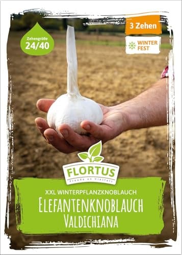 FLORTUS – Winterpflanzknoblauch Valdichiana Elefantenknoblauch 3 Zehen zertifiziertes Pflanzgut, keine Samen – Zehengröße 24-40 mm – winterhart, sehr große Steckzehen mild im Geschmack