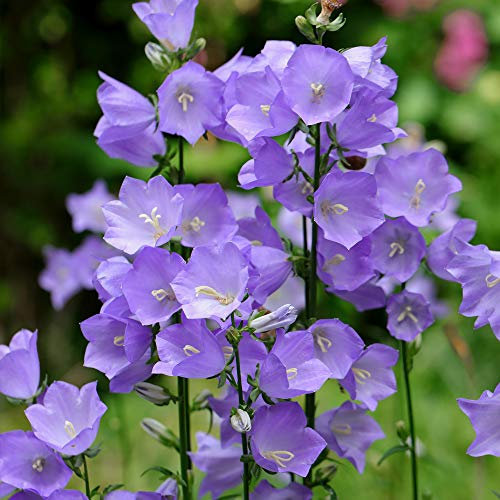 Campanula ‘Telham Beauty’ Flowering Perennial Evergreen Garden Plant, Large, Pretty Blue Blooms in Summer, 1x 1 Litre Pots Campanula Persicifolia ‘Telham Beauty’ by Thompson and Morgan (1)