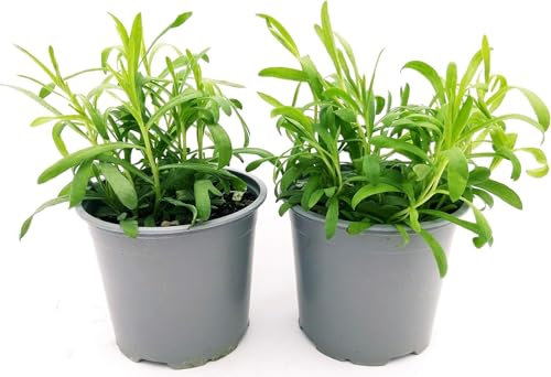 Plante d'estragon en pot, 14 cm, belle plante, Terre di Romagna, Made in Italy