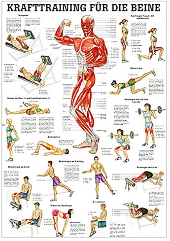 Sport-Tec Lehrtafel Krafttraining Beine, Muskelaufbau, Fitness, Bodybuilding, 100x70 cm,