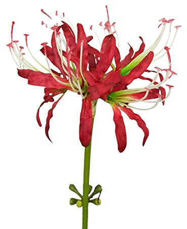 Calcifer Lot de 3 tiges de lys araignées rouges artificielles Lycoris (cœur rouge et blanc)