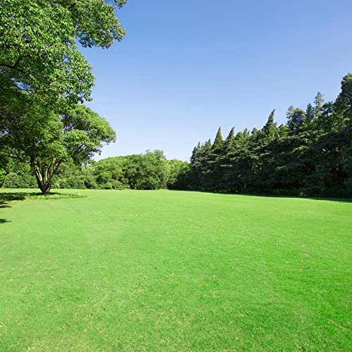 semillas cesped grama gruesa - Zoysia - Semillas Cesped/Semilla Cesped/Cesped Semillas - Semillas Cesped Repoblacion Rapida, Mantillo Semillas Cesped 1000 piezas
