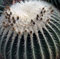 Echinocactus grusonii v alba - Coussin de belle-mère - épines blanches - 10 graines