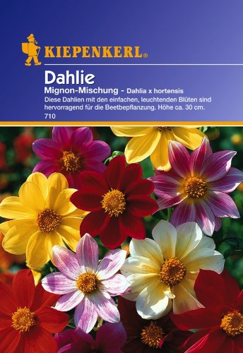 Dahlie, 'Mignon-Mischung'