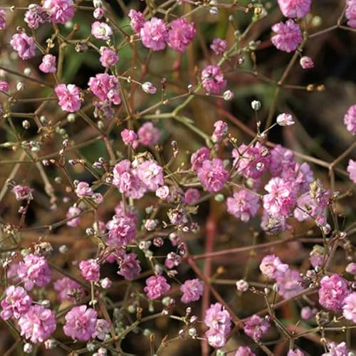 6 x Schleierkraut Flamingo - Gypsophila Paniculata 'Flamingo': Flamingo-rosa Schleierblumen.
