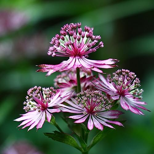 100 pcs Sterndolde samen - bienenweide saatgut,Astrantia major, wildblumenwiese saatgut mehrjährig frühlingsblumen winterharte pflanzen für garten hochbeet balkon seeds bloom winterharte