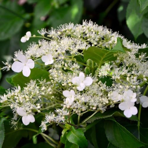 Climbing Hydrangea (Hydrangea petiolaris) - Shade Loving Hardy Vine - White Summer Blooms - RHS Award of Garden Merit – 2X 5 Litre Potted Plant by Thompson & Morgan