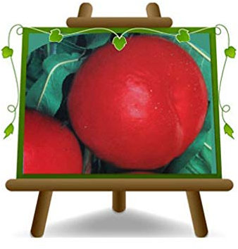 Nectarines à chair jaune Nectaros – Plante fruitière porte greffe franc sur pot 20- arbre max 170 cm - 2 ans