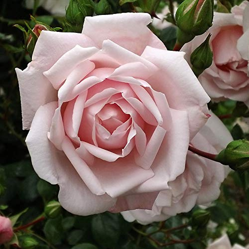 Heirloom Climbing Roses, Live Own Root Plant, New Dawn™