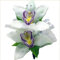 Cymbidium Bulbos,orquídeas bulbos,Bulbos de Phalaenopsis,flores decorativas,Plántulas de flores de orquídeas,paisajismo,Cymbidium orchidee,Plantas Aromáticas De Cymbidium.-3bulbos-H