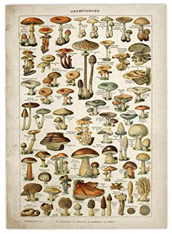 LAVALINK Art Vintage Poster Flower Floral Botanical Collections Garden Mushroom and Plants Identification Reference Chart Diagram Home Wall Decor