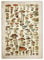 LAVALINK Art Vintage Poster Flower Floral Botanical Collections Garden Mushroom and Plants Identification Reference Chart Diagram Home Wall Decor