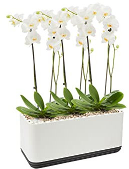 AIRY System L inkl. 3 Orchideen & Airy Base Substrat • Natürlicher Luftreiniger eliminiert Schadstoffe, Allergene & Gerüche • Für Räume mit ca. 30qm • Made in Germany, 3305-619 weiss-anthrazit