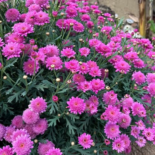 semi di margherite perenni resistenti - fiori, boccioli semi di margherita piante da giardino perenni resistenti, piante da esterno Piante perenni da fiore resistenti, prati fioriti 200pcs
