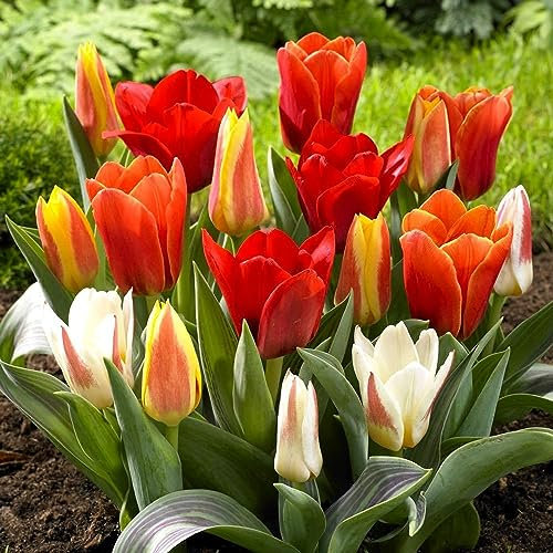 GardenersDream 10 x Mixed Dwarf Tulip Bulbs - Rockery Greigii Kaufmanniana Spring Flowering Bulbs - Colourful Outdoor Plants for Gardens, Beds, and Containers - Easy to Grow Beautiful Garden Bulb