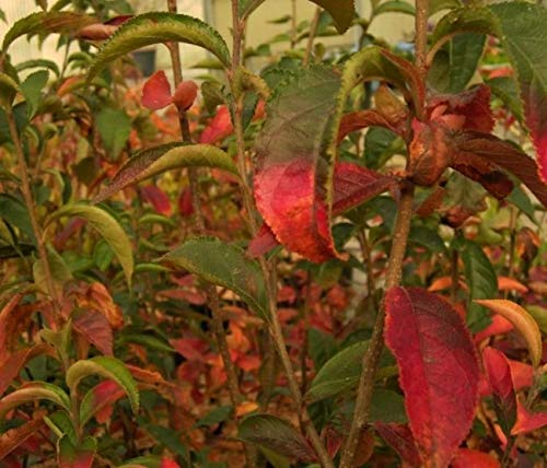 Scharlachmispel - Glanzmispel - Photinia villosa - duftend