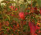 Scharlachmispel - Glanzmispel - Photinia villosa - duftend