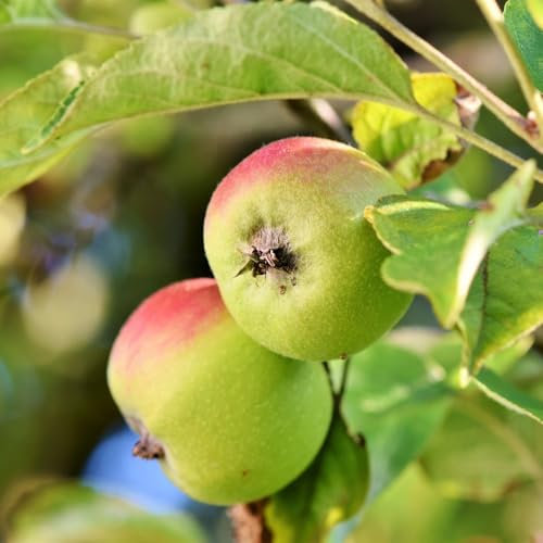 Apple 'Gala'. Delicious red Apples. Hardy Fruit Tree. 4L Plant. Available from Bedwen Plants