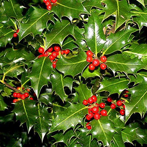 Ilex aquifolium INGLESE HOLLY semi!