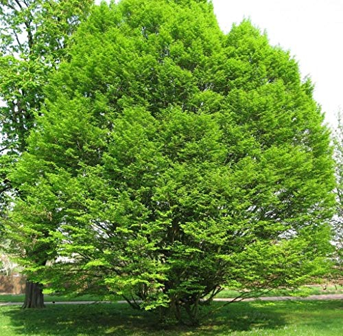 Semi europeo Carpino albero