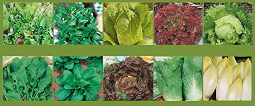 Salatsamen Set 10 Sorten Profisaatgut Salat Saatgut Chicoree Rucola Romana Romana Pflücksalat Feldsalat