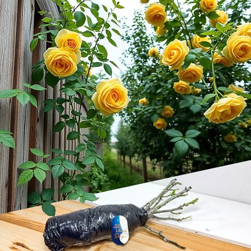 Hardy Bare Root Yellow Climbing Rose 'Goldfassade' – Vibrant Blooms for Garden Borders, Walkways, Trellises, and Landscape Plants