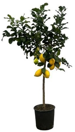Zitronenbaum - Citrus Lemon - 150cm - Ø24cm